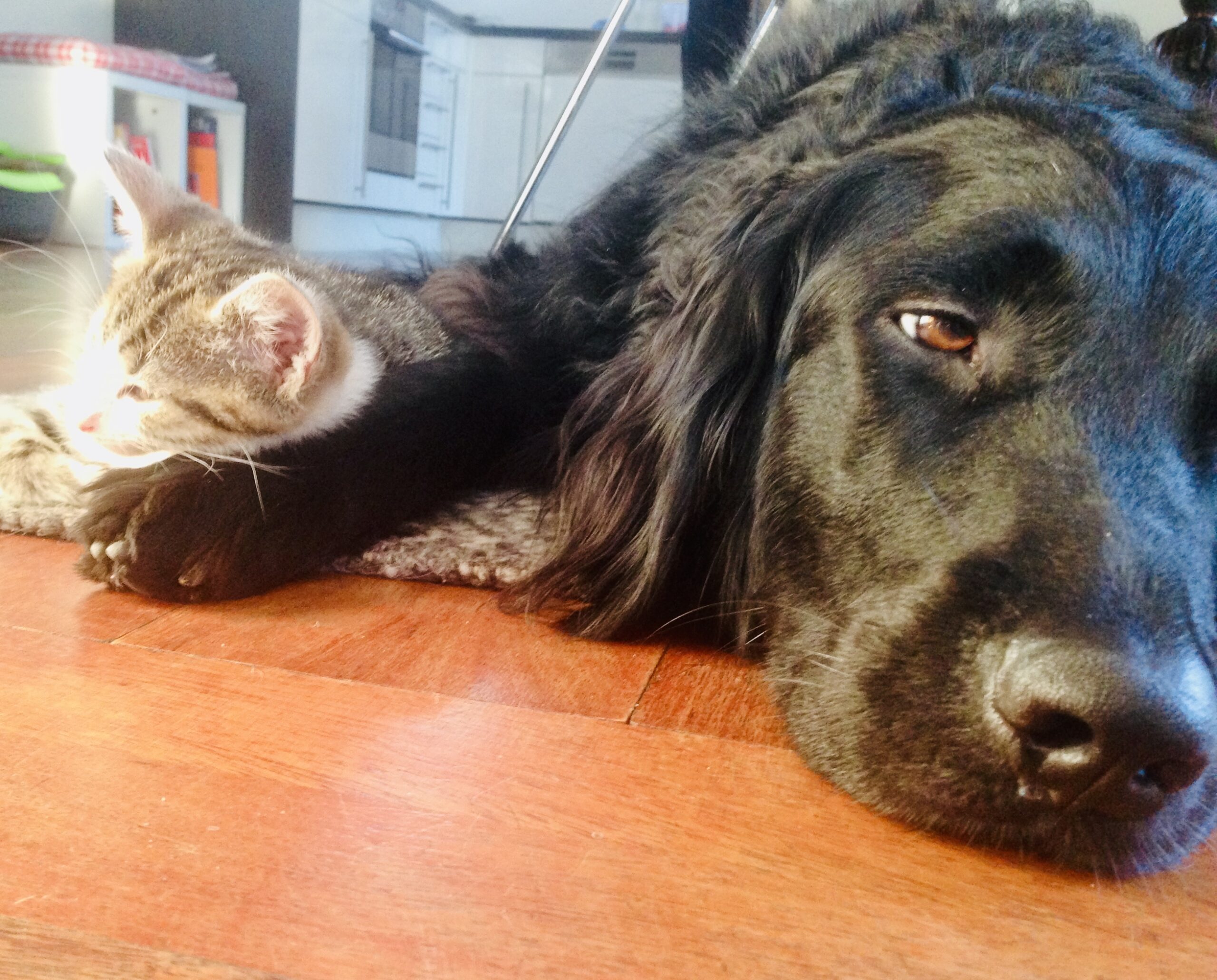 Foto: Katze und Hund liegen beieinander; Bild zum Thema Low Performer