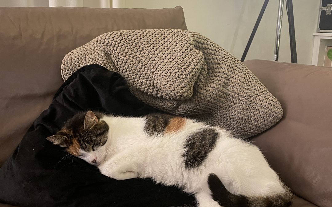 Katze liegt auf einem Sofa und schläft